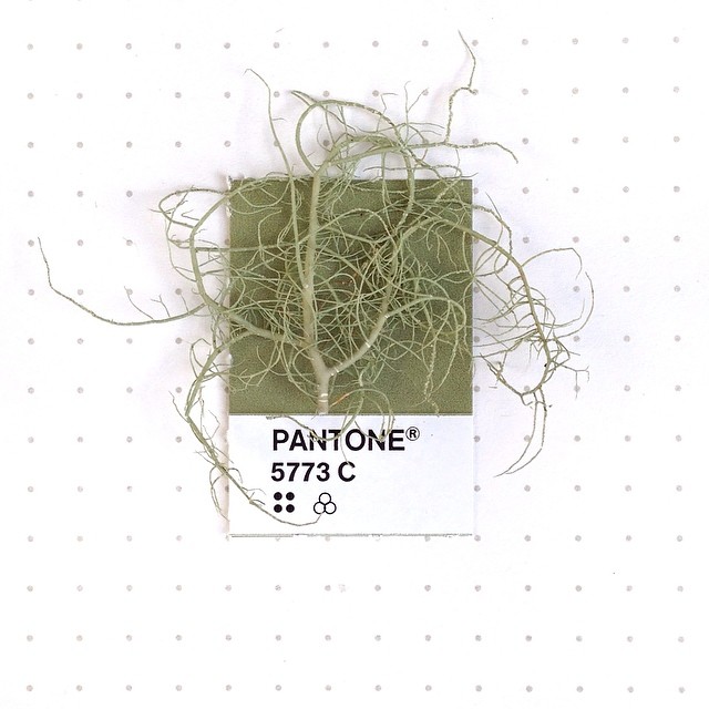 Pantone 001