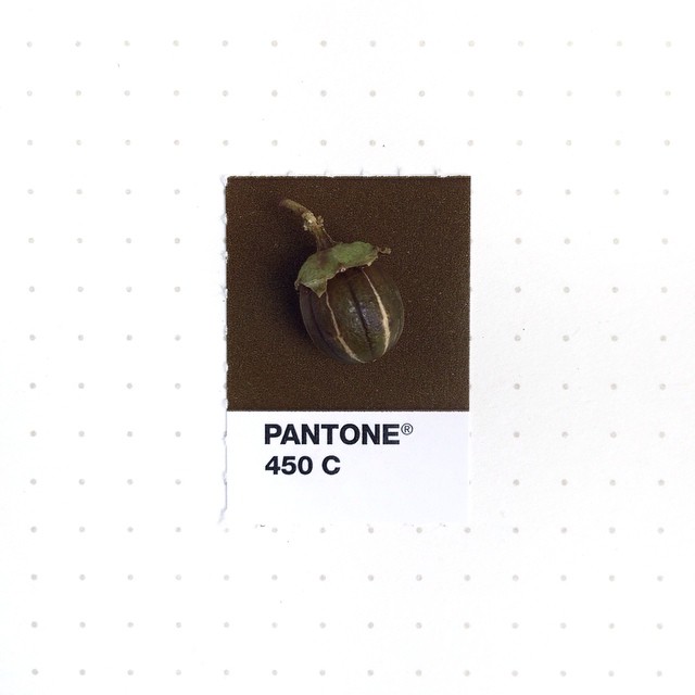 Pantone 041
