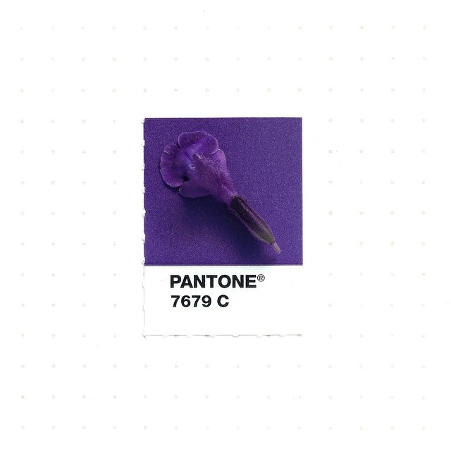 Pantone 068