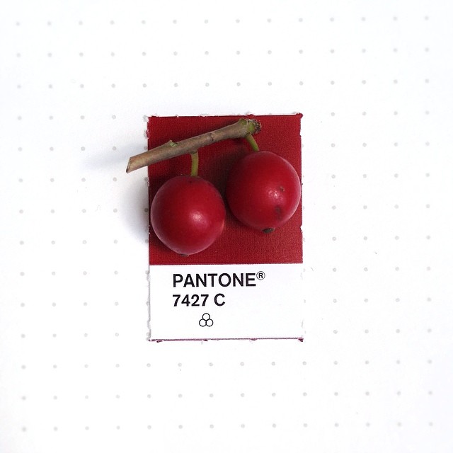 Pantone 089